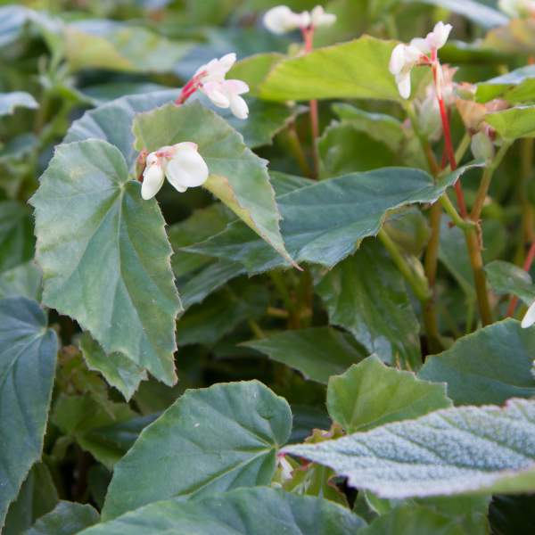 ANGEL WING BEGONIA RICHMONDENSIS WHITE