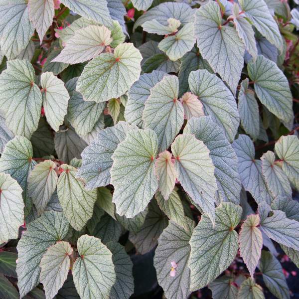 angel-wing-begonia-sinbad.jpg