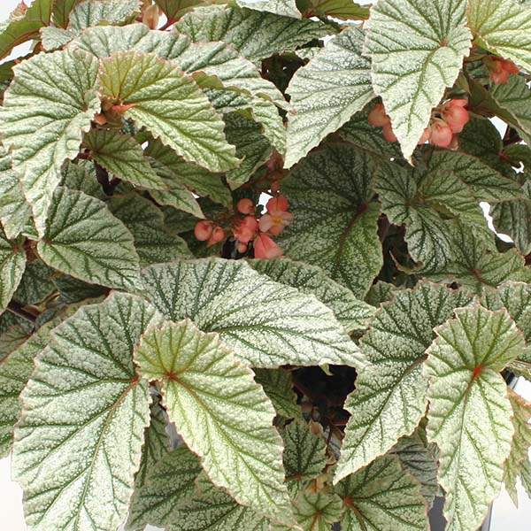 Wholesale Angel Wing Begonia Houseplant Starter Plants