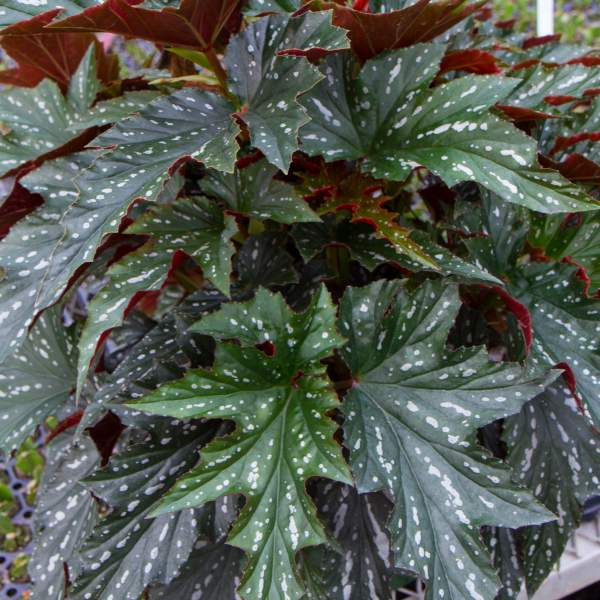 angel-wing-begonia-sophia.jpg