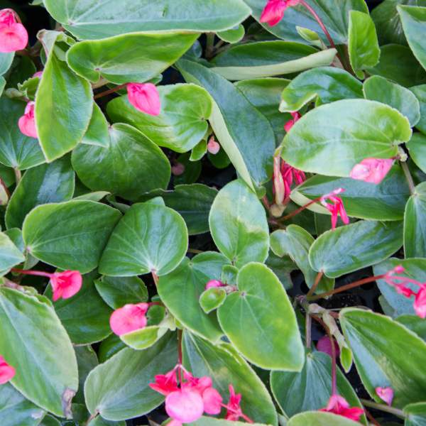 ANGEL WING BEGONIA SUNBRITE PINK