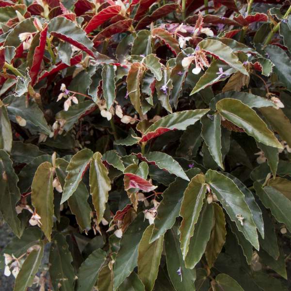 Image Of Angel Wing Begonia Torch Pink