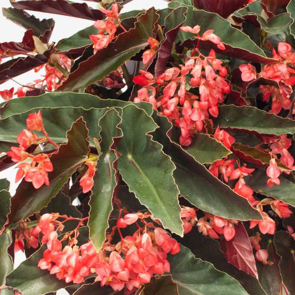 angel-wing-begonia-torch.jpg