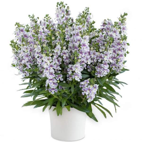 Angelonia