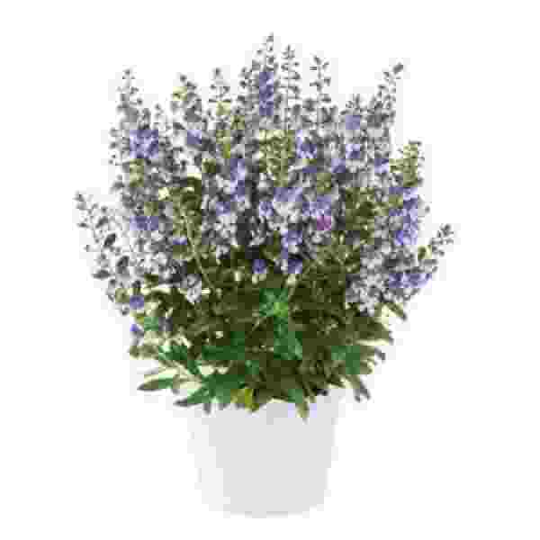 angelonia-alonia-big-bicolor-purple-angelonia.jpg