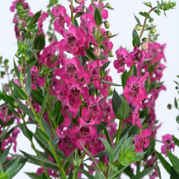 Angelonia Alonia Big Cherry