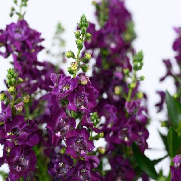 Angelonia Alonia Big Grape
