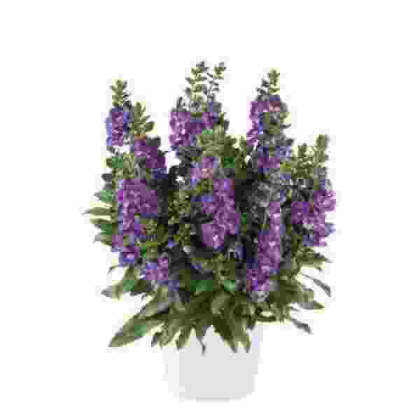 ANGELONIA ALONIA DARK LAVENDER