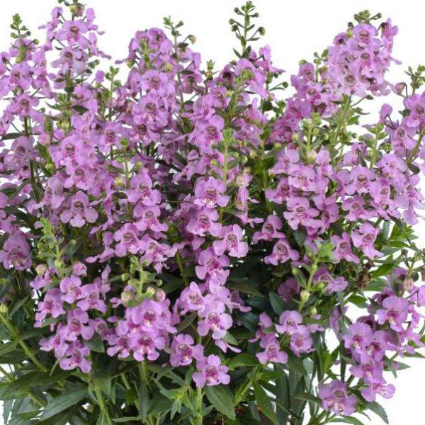 ANGELONIA ALONIA PINK FLIRT