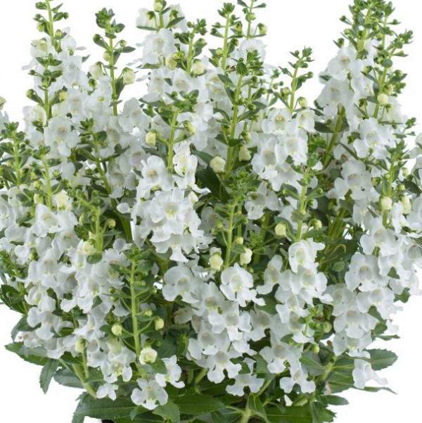 ANGELONIA ALONIA SNOW BALL