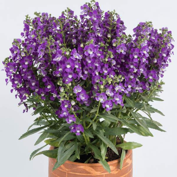 ANGELONIA ALONIA VIOLET