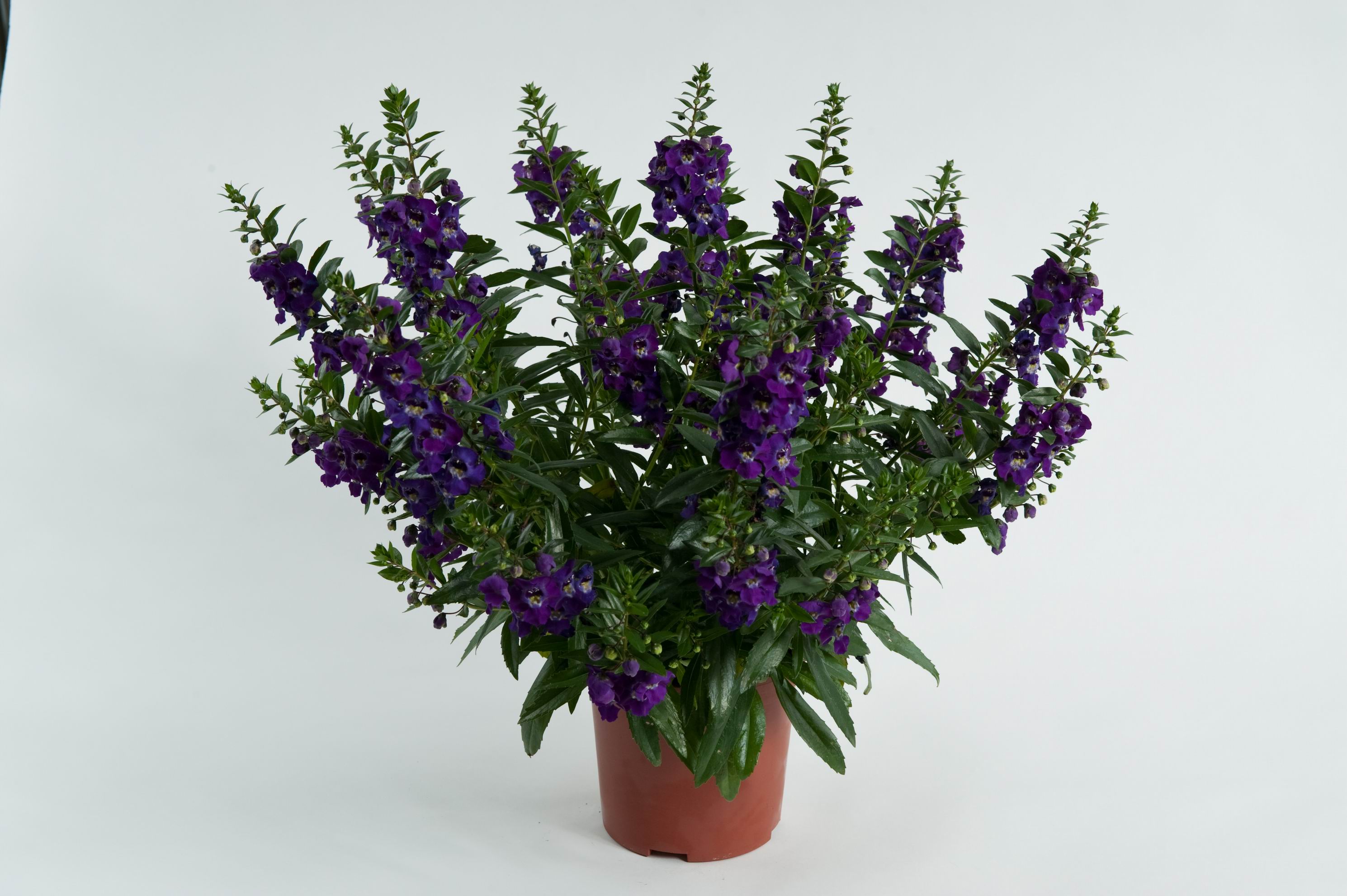 ANGELONIA ALONIA BIG BLUE
