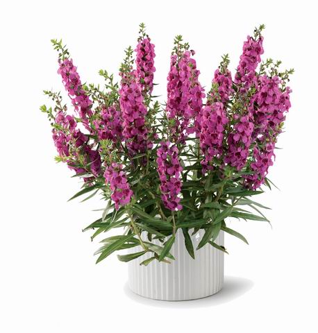 ANGELONIA ALONIA BIG DARK PINK