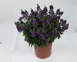 ANGELONIA ALONIA BIG INDIGO