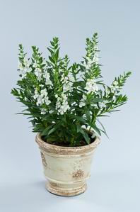 ANGELONIA ALONIA BIG SNOW