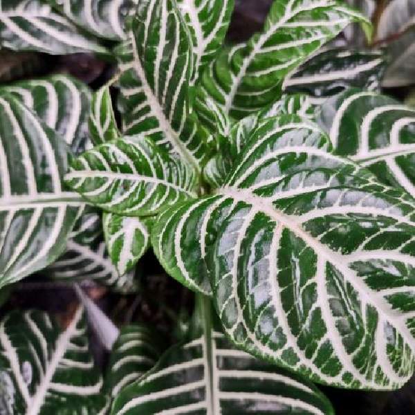 Aphelandra