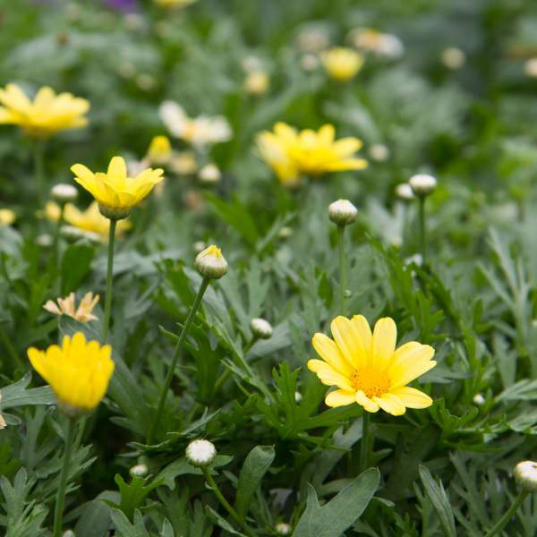 ARGYRANTHEMUM BUTTERFLY  YELLOW
