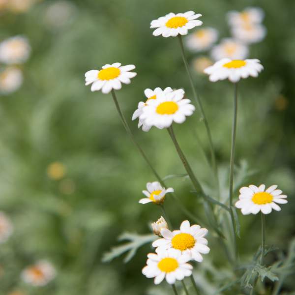 ARGYRANTHEMUM DANA  WHITE