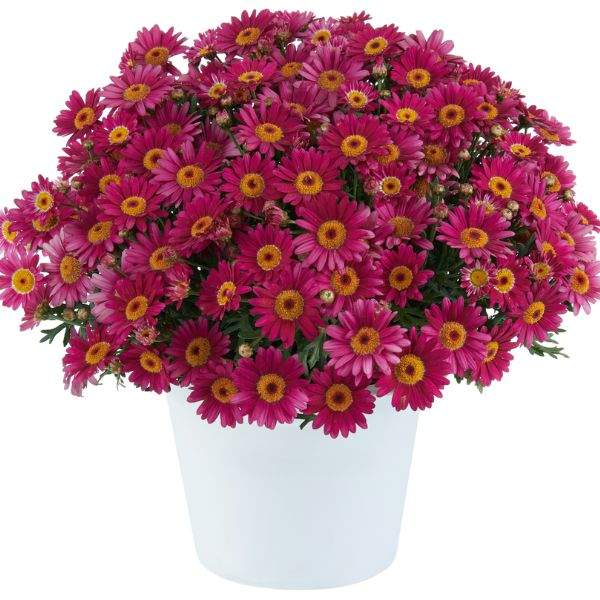 ARGYRANTHEMUM LOLLIES BERRY GUMMY