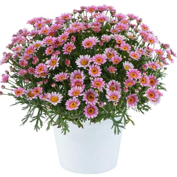 argyranthemum-lollies-marshmallow-argyranthemum-1659376869.jpg