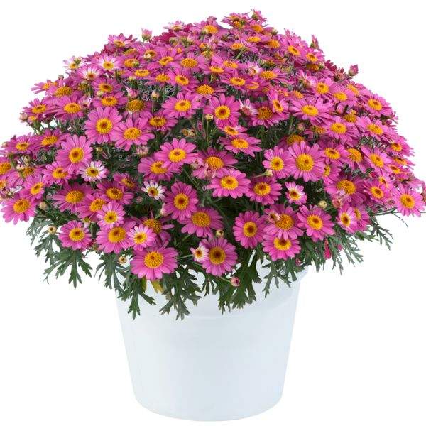 ARGYRANTHEMUM LOLLIES PINK PEZ