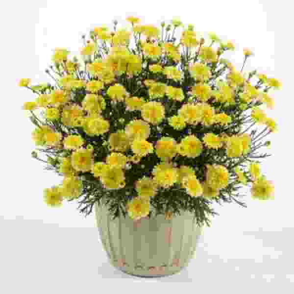 argyranthemum-maize-argyranthemum.jpg