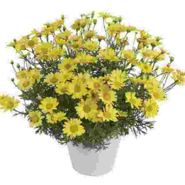 Argyranthemum Angelic Sunny Spring