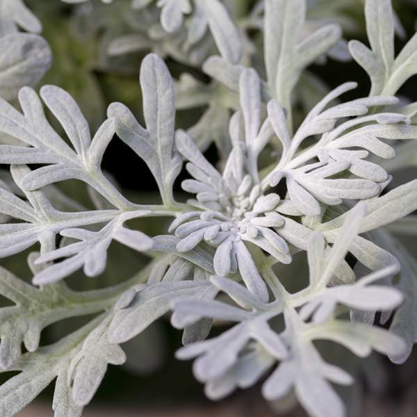 Artemisia
