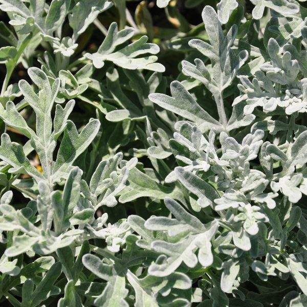 ARTEMISIA FANCIFILLERS SEA SALT