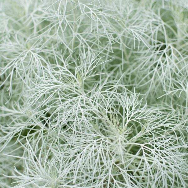 ARTEMISIA MAKANA SILVER