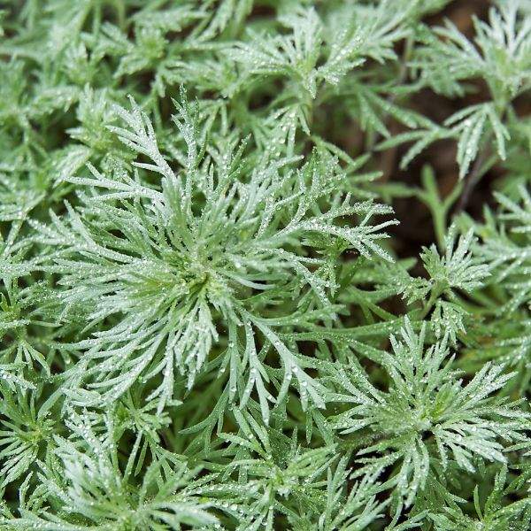 ARTEMISIA SILVER MOUND