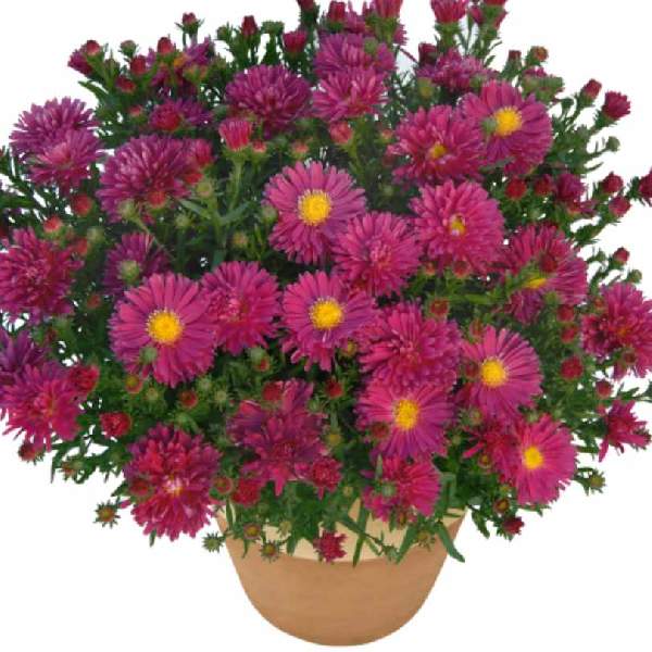 Aster