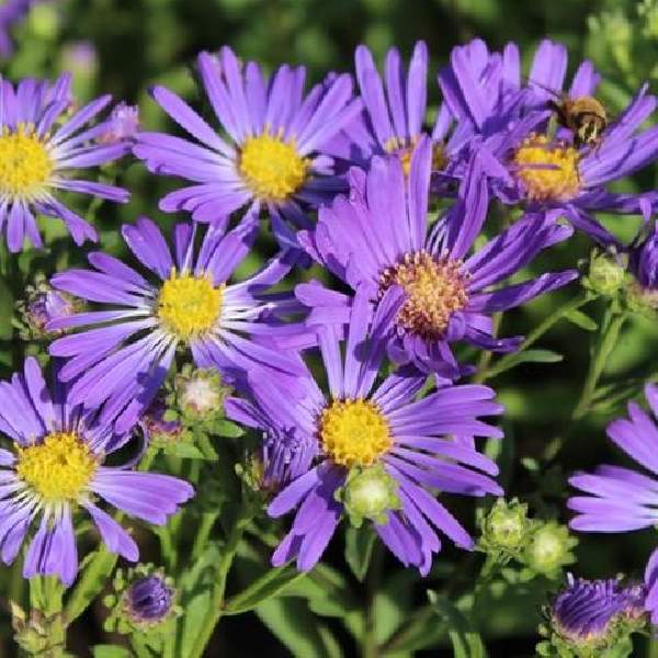 Aster Thunderdome