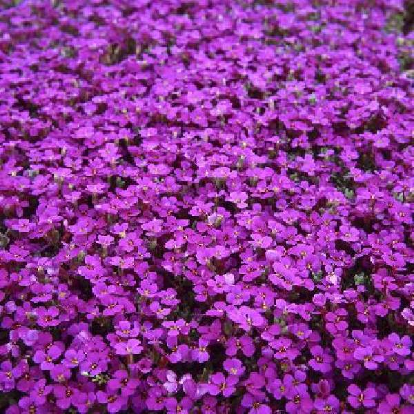 Aubrieta