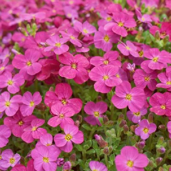 Aubrieta Cascade Red