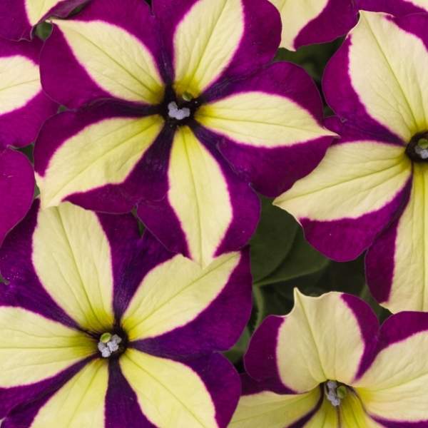 Wholesale Petunia Crazytunia Frisky Purple Rooted Plugs And Liners