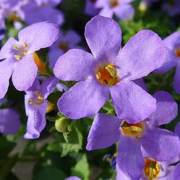 bacopa-bluetopia-blue-bacopa-1665157489.jpg