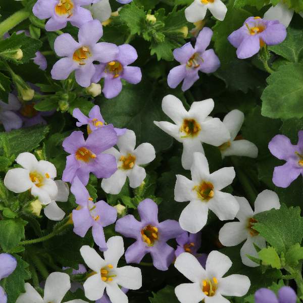 Image Of Bacopa Fuseables Utopia PP