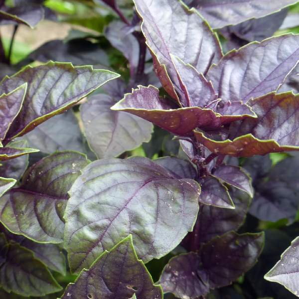 Basil