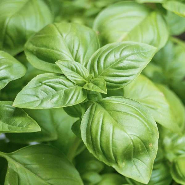 Wholesale Basil Herb Starter Plants