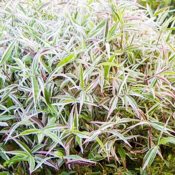 Foliage