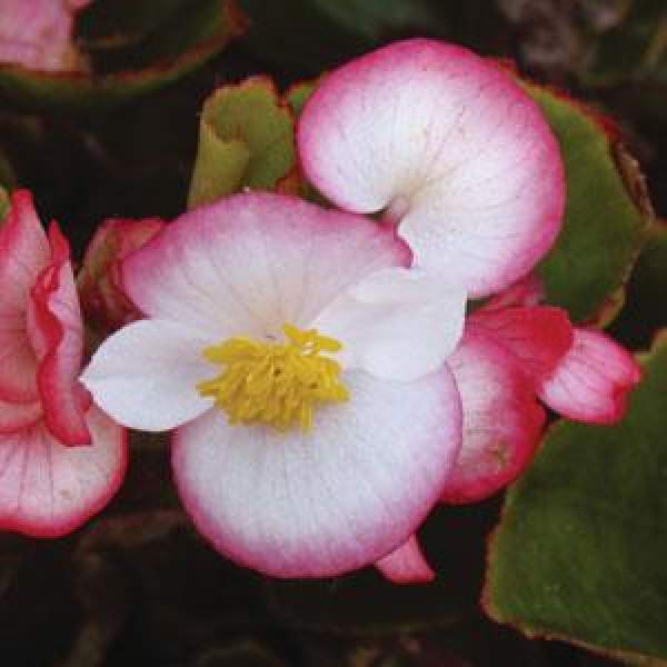 Begonia