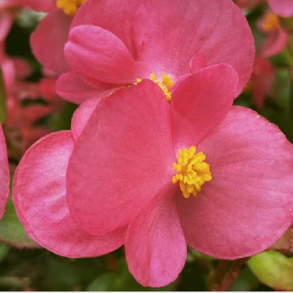 begonia-ambassador-coral-begonia-1665158215.jpg
