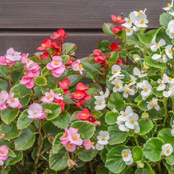 Begonia Ambassador Mix