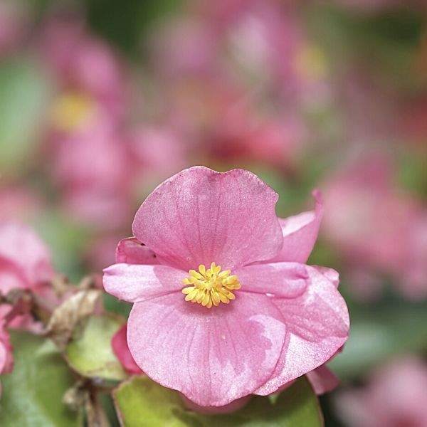 BEGONIA AMBASSADOR PINK