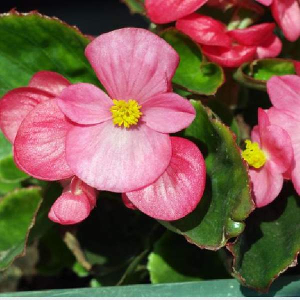 Begonia Ambassador Rose