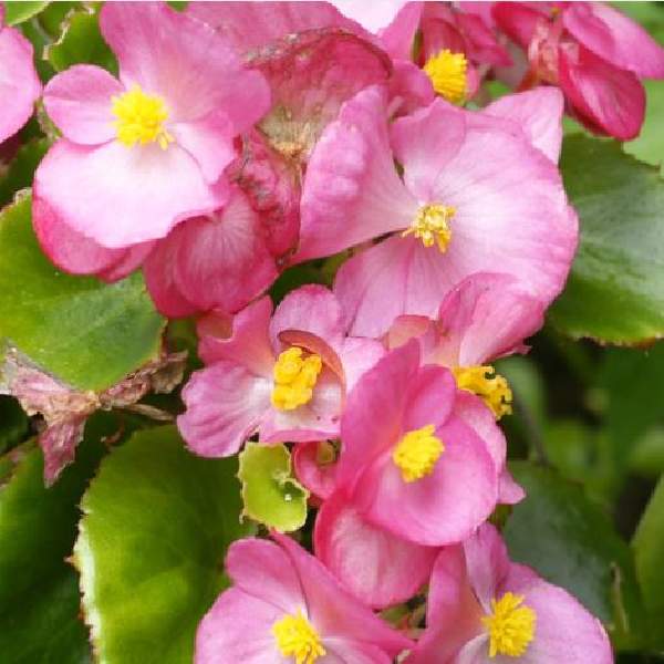 BEGONIA AMBASSADOR ROSE BLUSH
