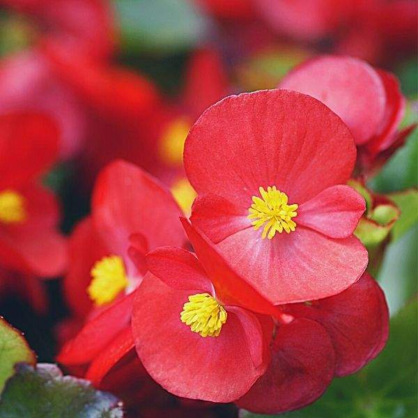 BEGONIA AMBASSADOR SCARLET