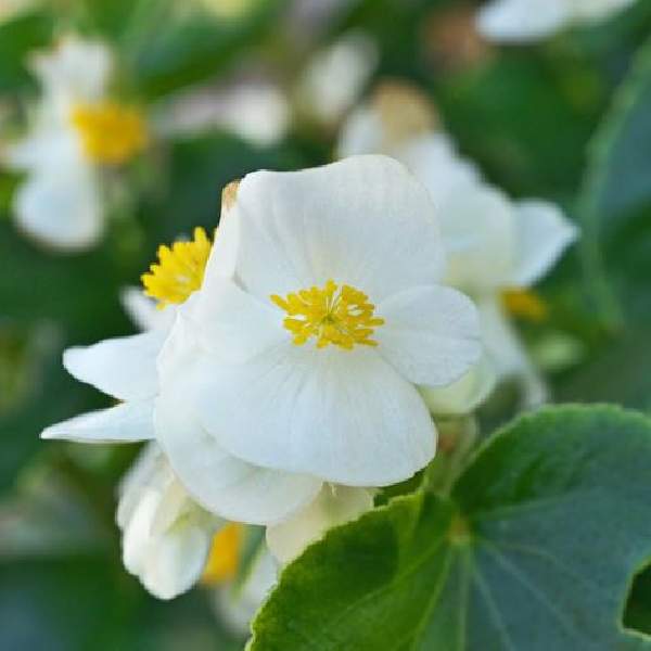 begonia-ambassador-white-begonia-1665158952.jpg