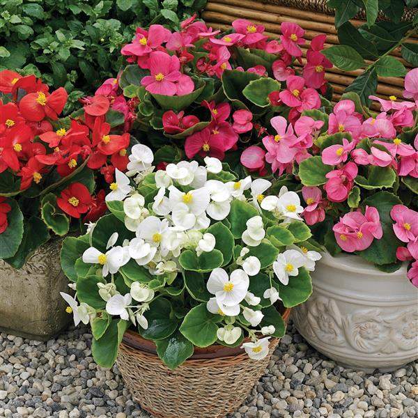 BEGONIA BADA BING MIX